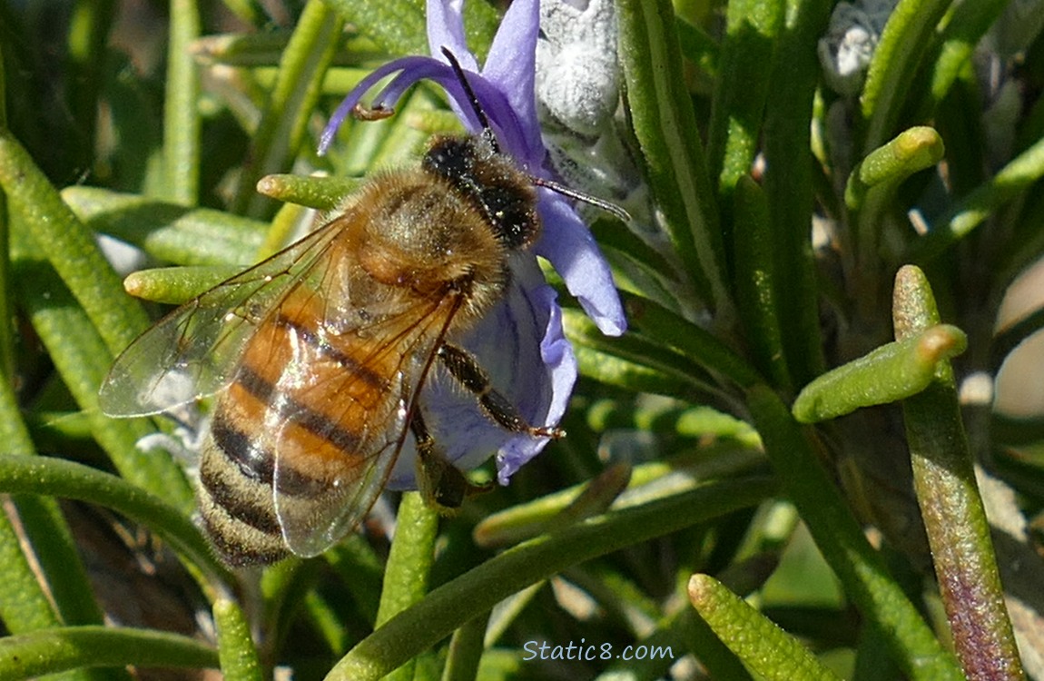 European Honey Bee on a Rosemary bloom