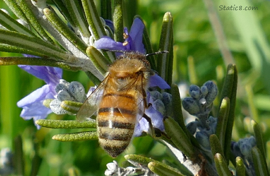 Honey Bee on a Rosemary bloom, facing away
