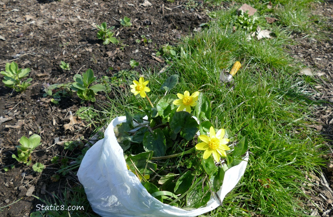 Blooming Lesser Celandine in a white trash bag on the grass