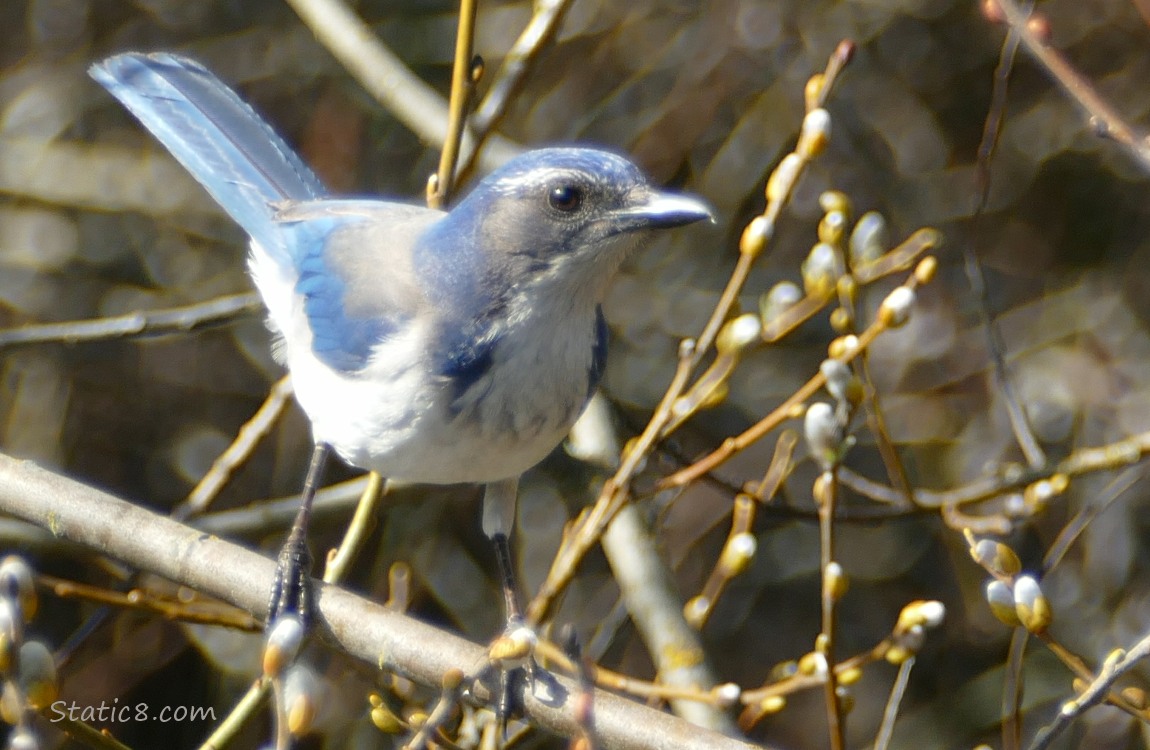 Scrub Jay standing on a twig in a winter bare tree