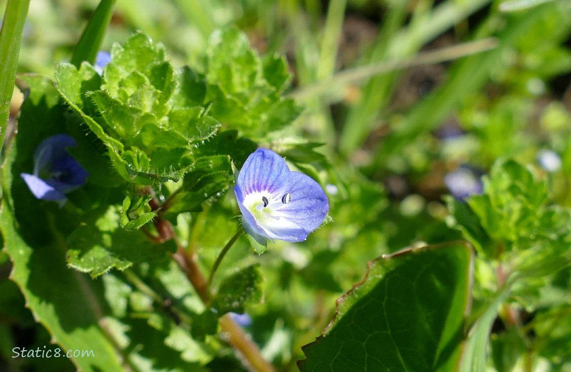 Speedwell blooms
