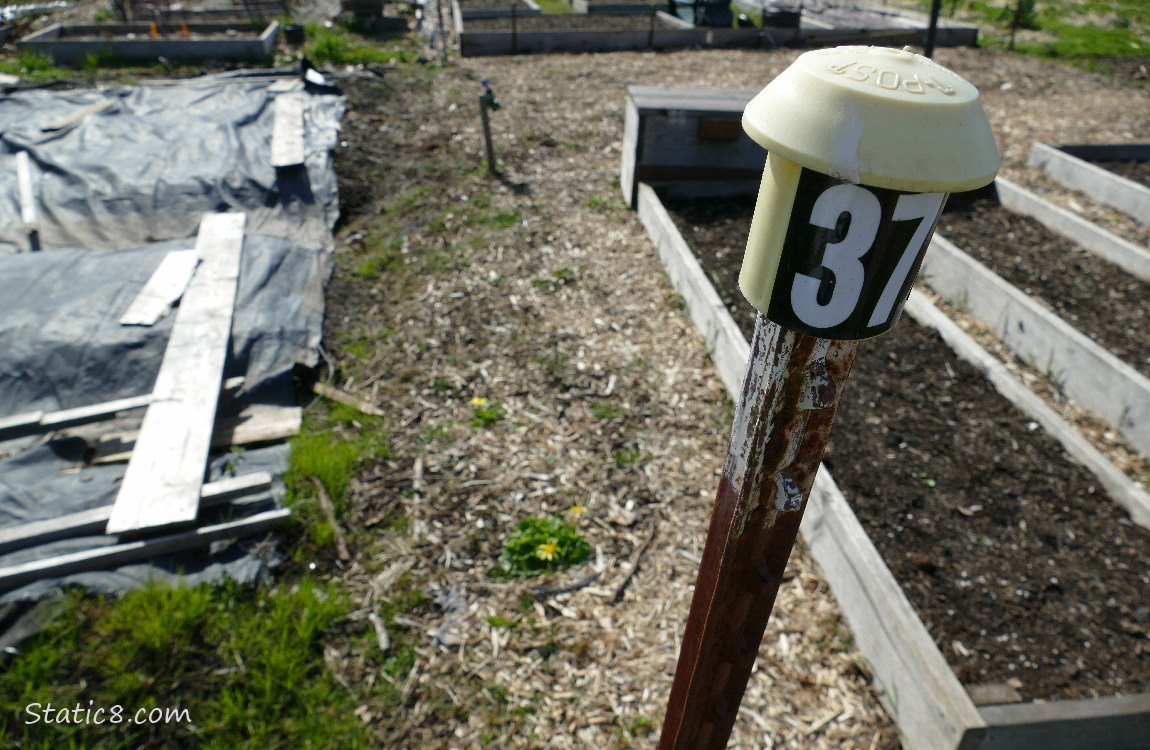 Garden plots, tarped on the left and raised beds on the right