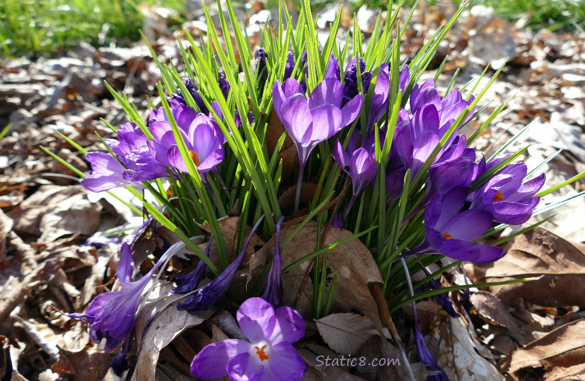 Purple Crocuses blooming in leaf mulch