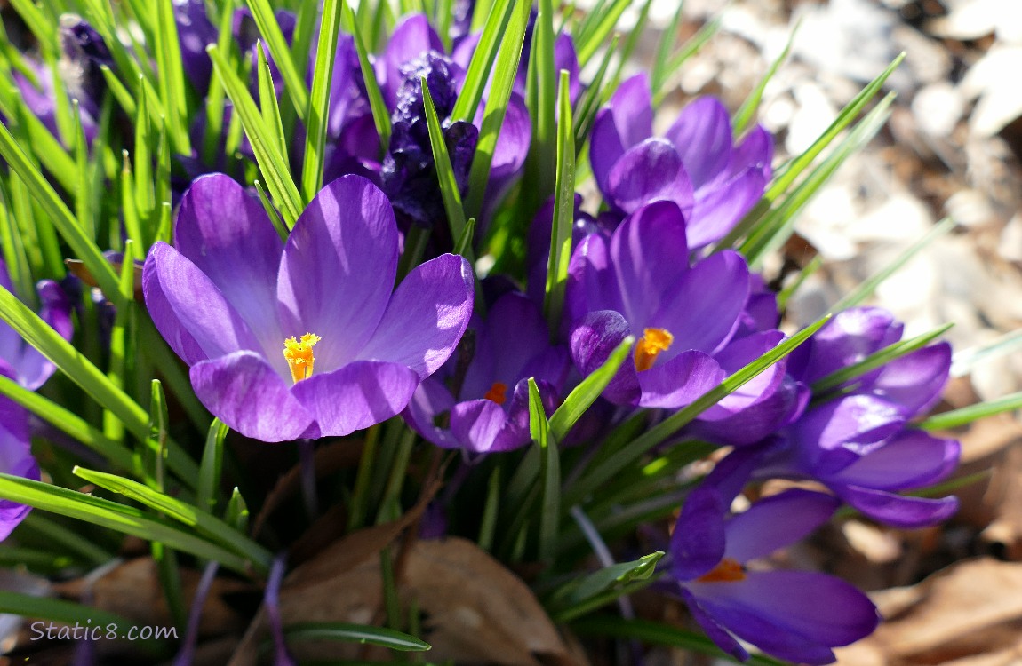 Purple Crocuses blooming in leaf mulch