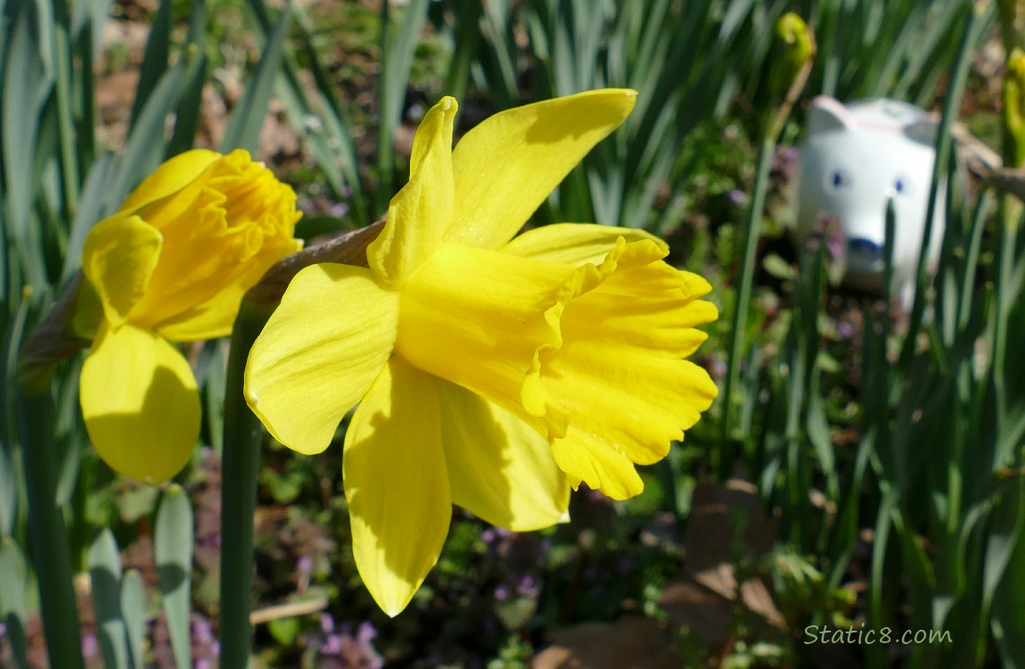 Daffodil blooms with a decorative ceramic pig behind leaves