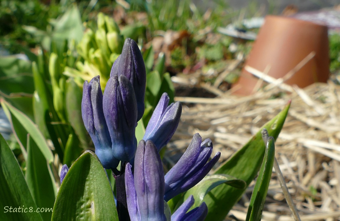 Purple Hyacinth budding out