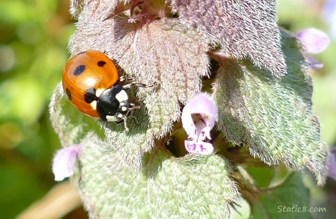Lady bug walking on a Dead Nettle