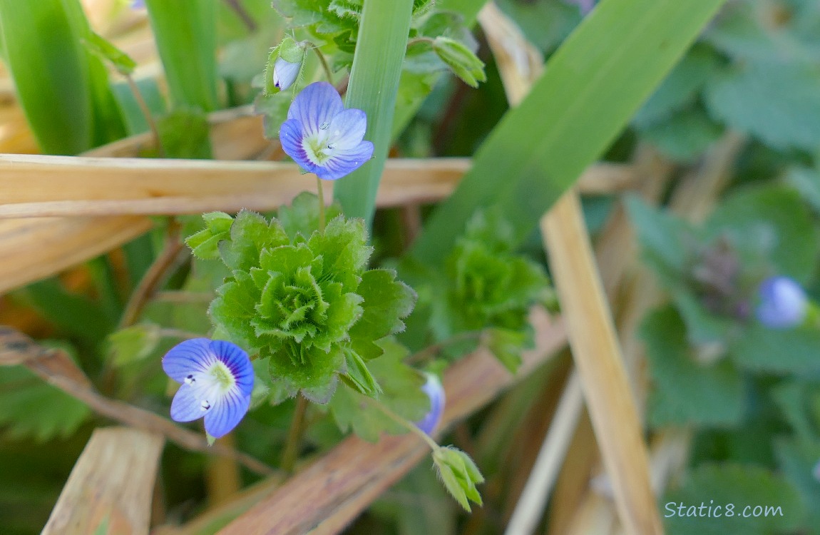 Speedwell blooms coming up past grass
