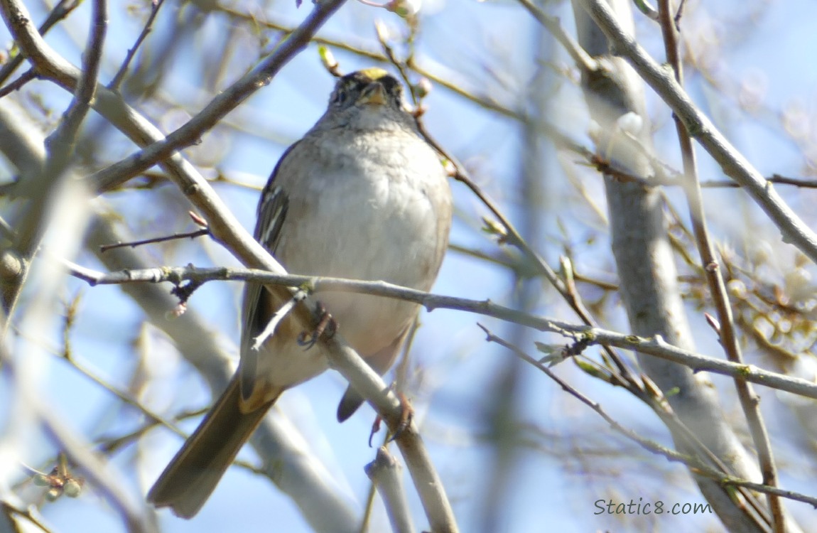 Golden Crown Sparrow looking down and showing a bit of her Golden head