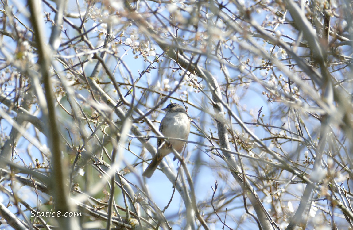 Little bird up in a winter bare tree