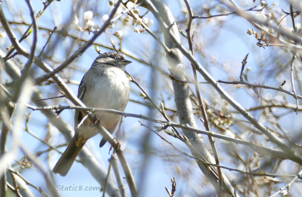 Little bird up in a winter bare tree