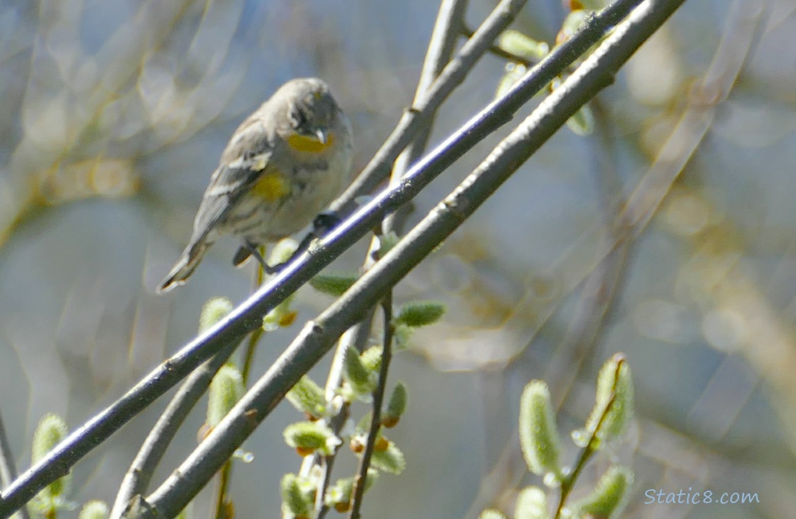 Blurry Yellow Rump Warbler standing on a twig with pussy willows