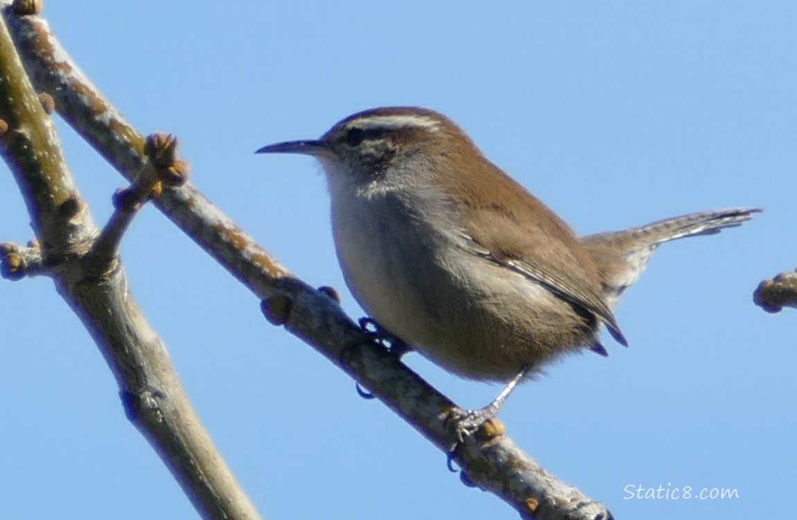 Bewick Wren standing on a twig with blue sky behind