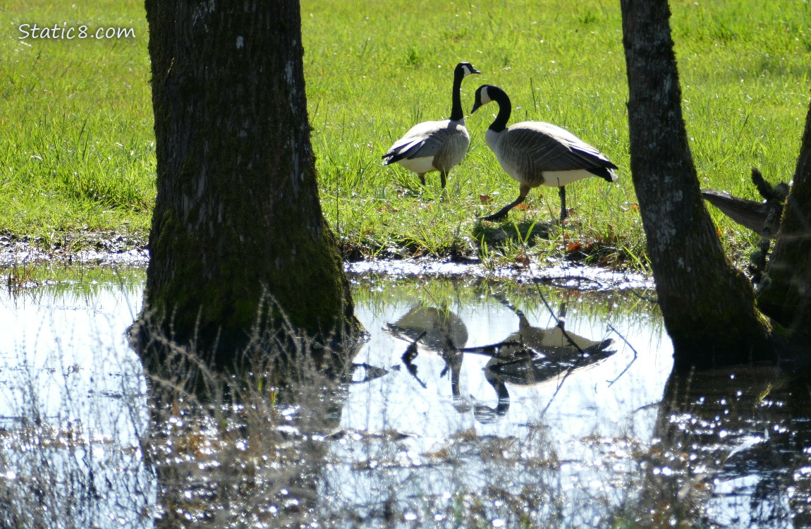 Canada Geese standing in the grass beyond a grassy puddle