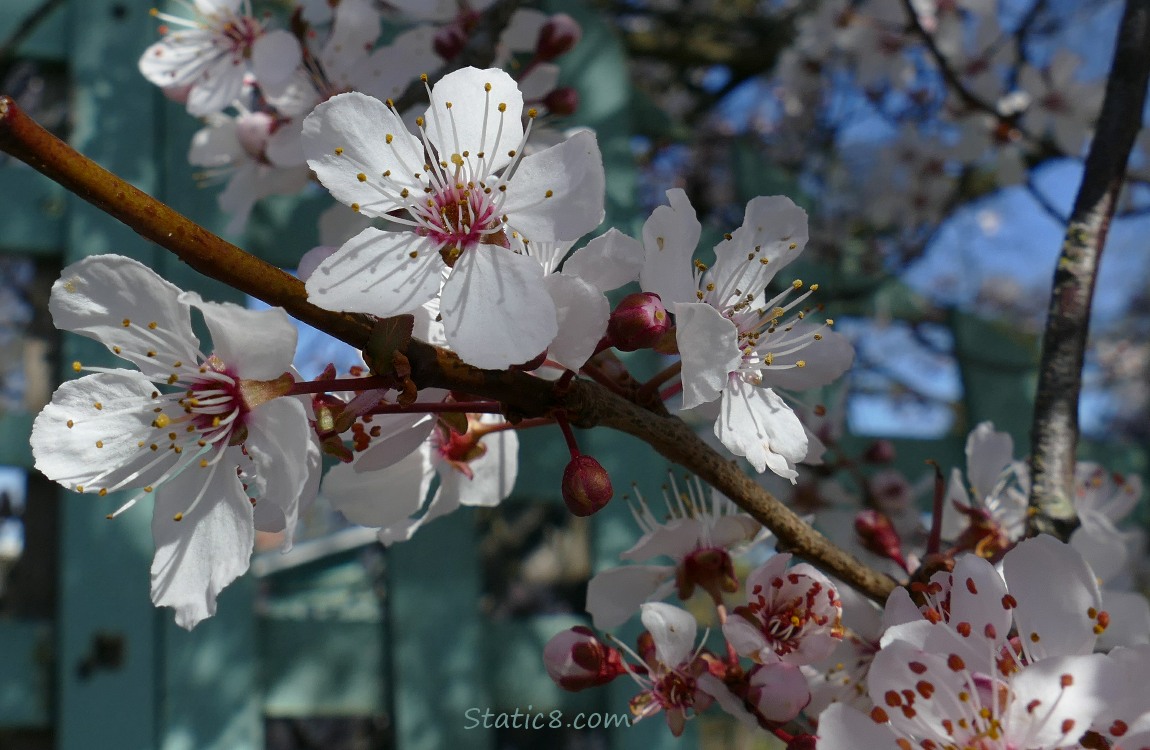 Cherry Blossoms