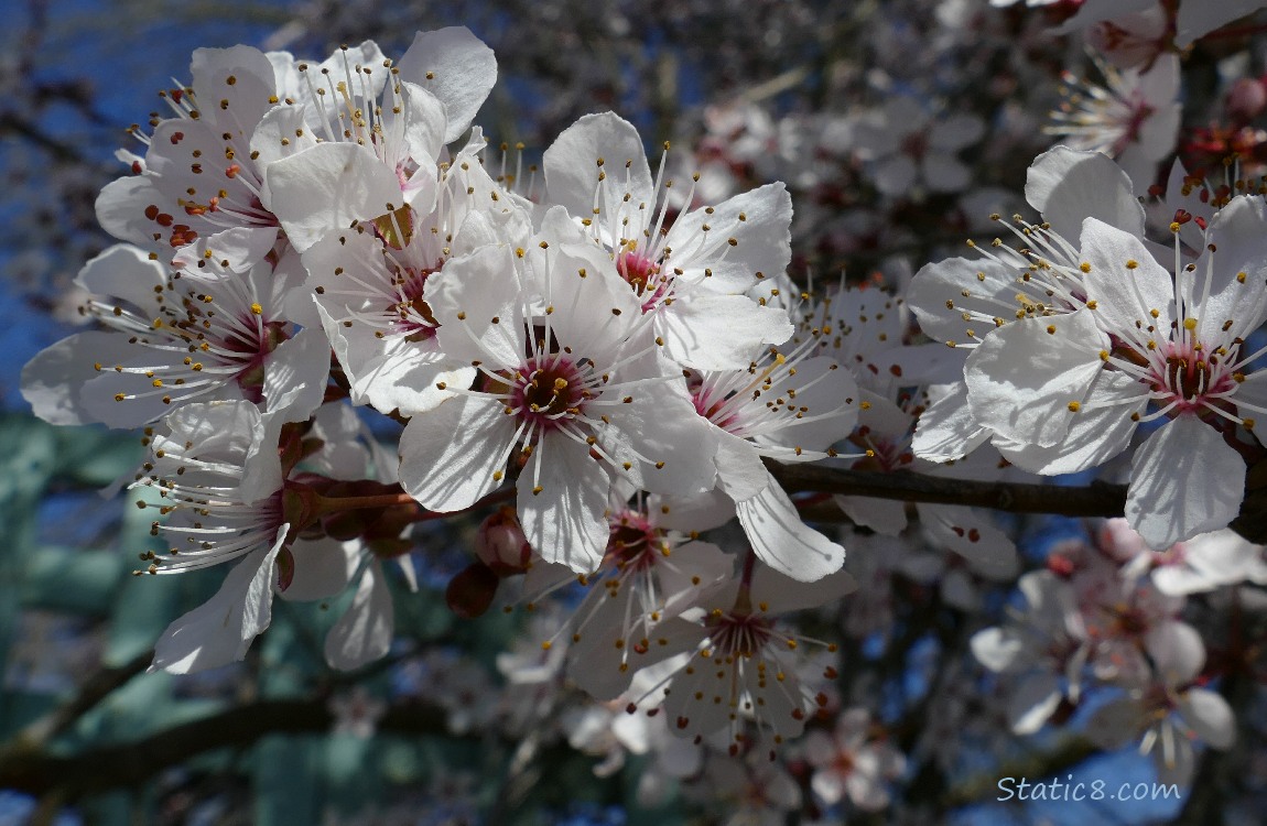 Cherry Blossoms