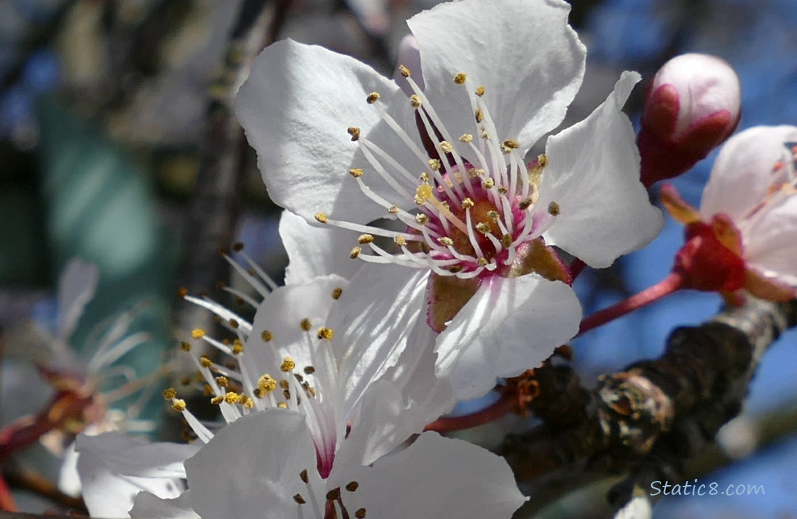 Close up of Cherry Blossoms