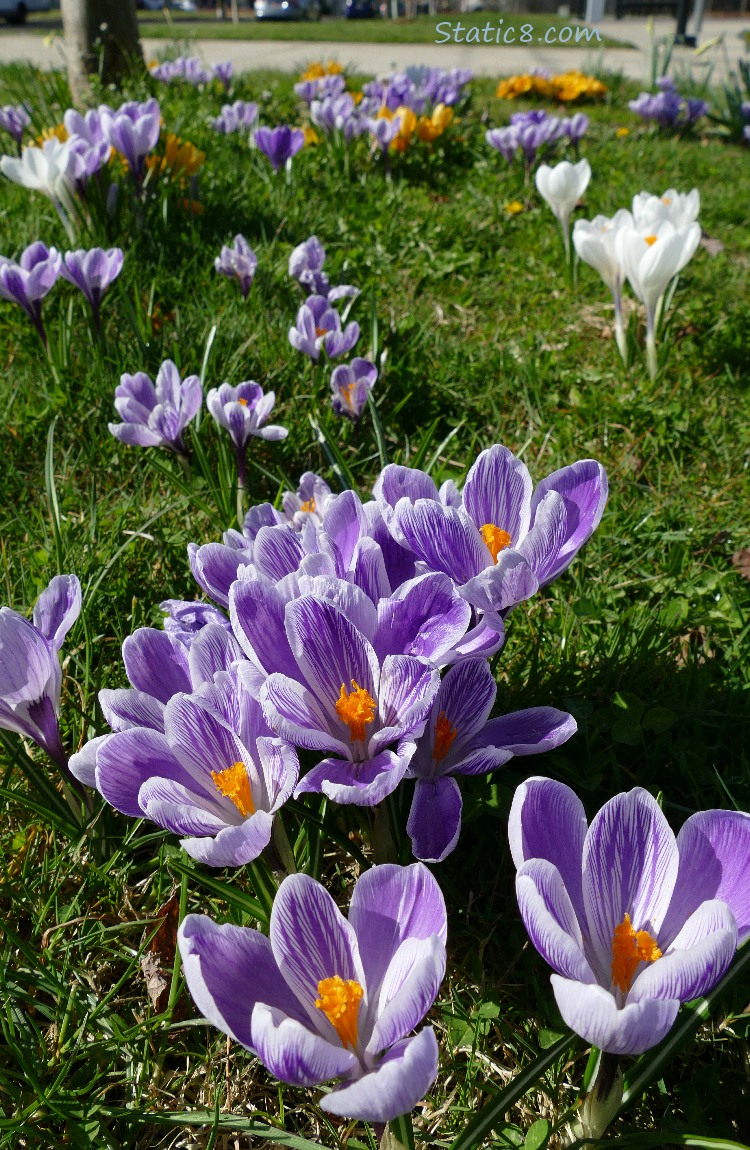 Grassy area of Crocus blooms