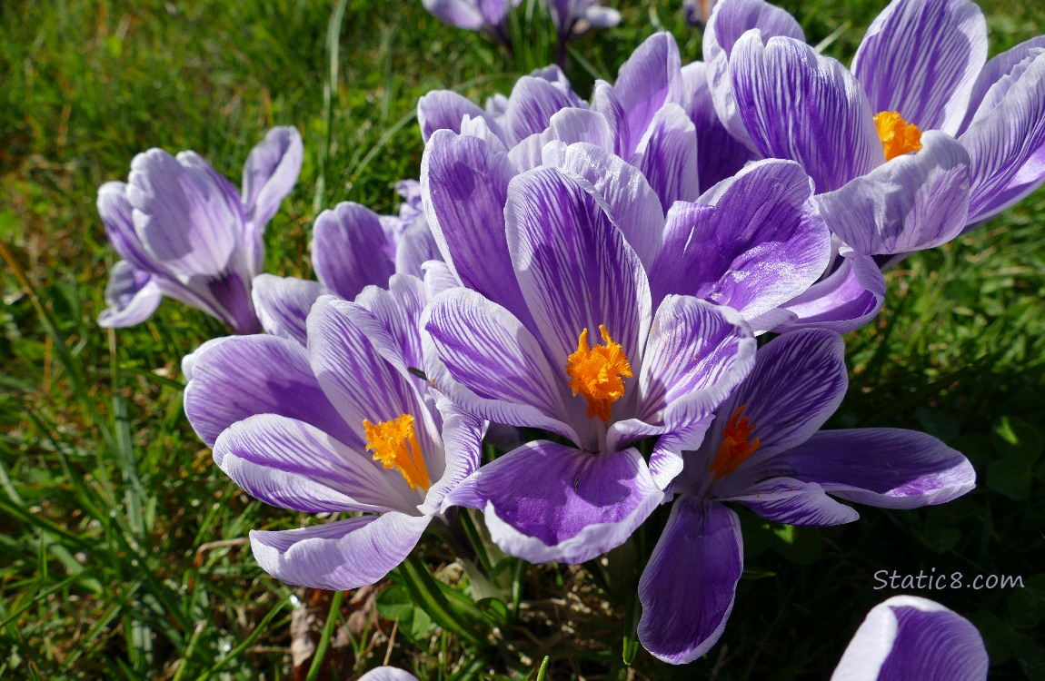 Purple and white striped Crocus blooms in the grass