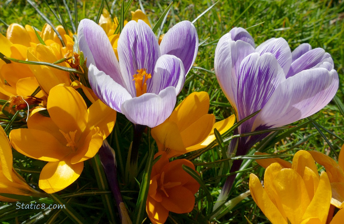 Yellow and striped Crocus blooms