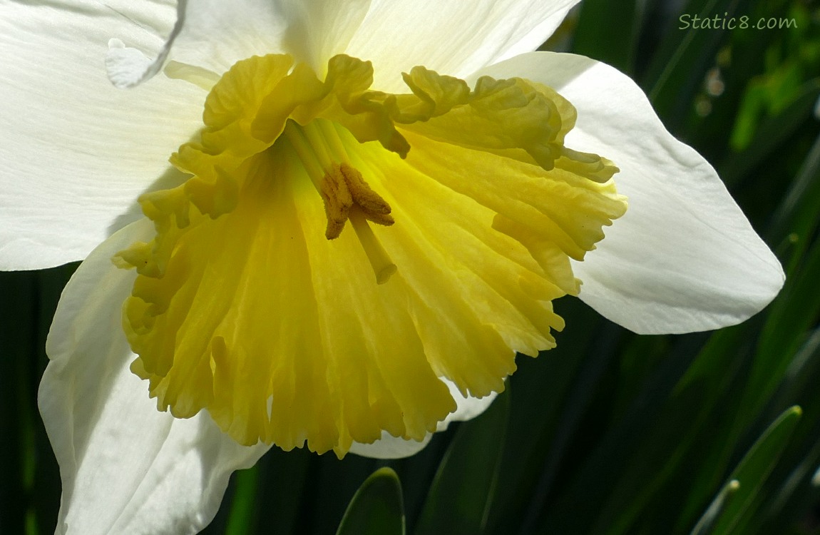 Close up of a Daffodil bloom