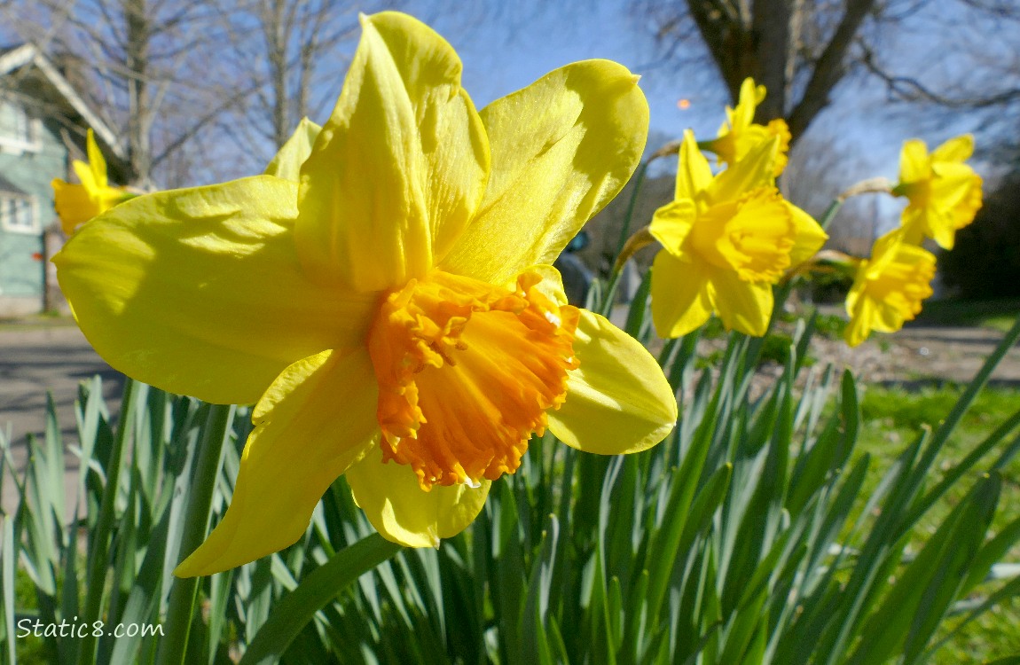 Daffodil blooms in the neighborhood