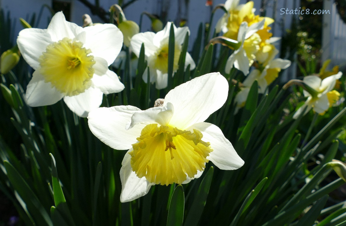 Daffodil blooms catching the light in front of a shady fence