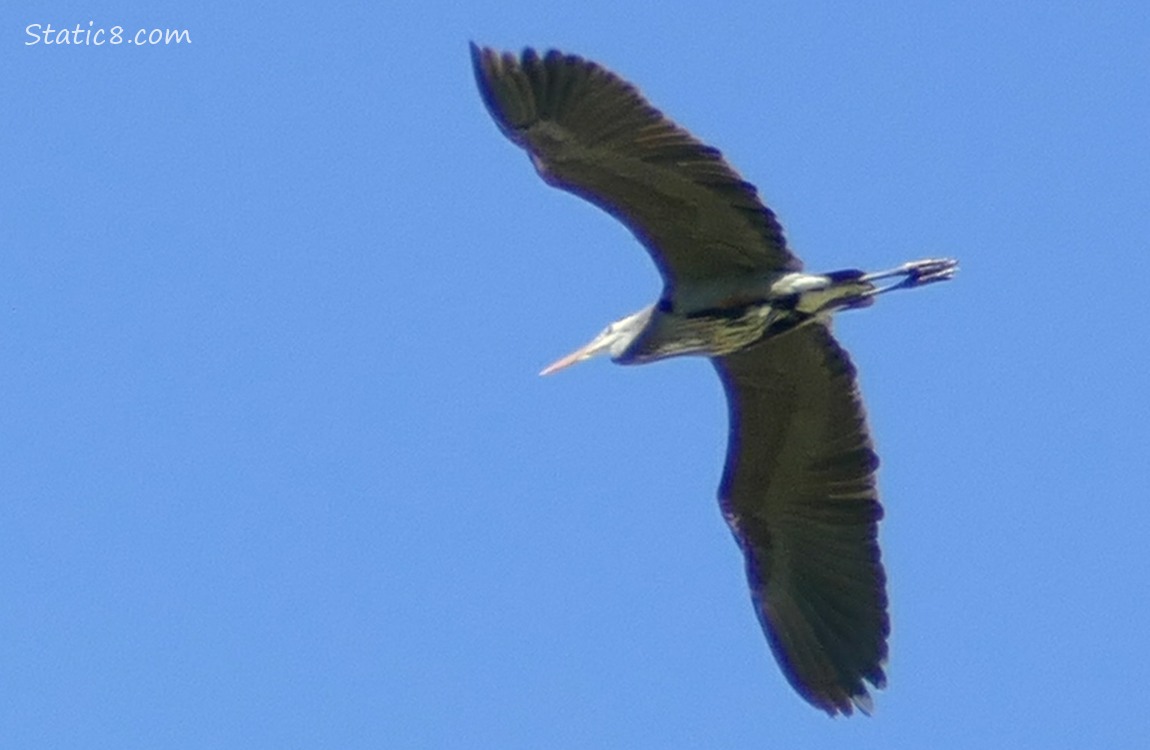 Great Blue Heron flying in a blue sky