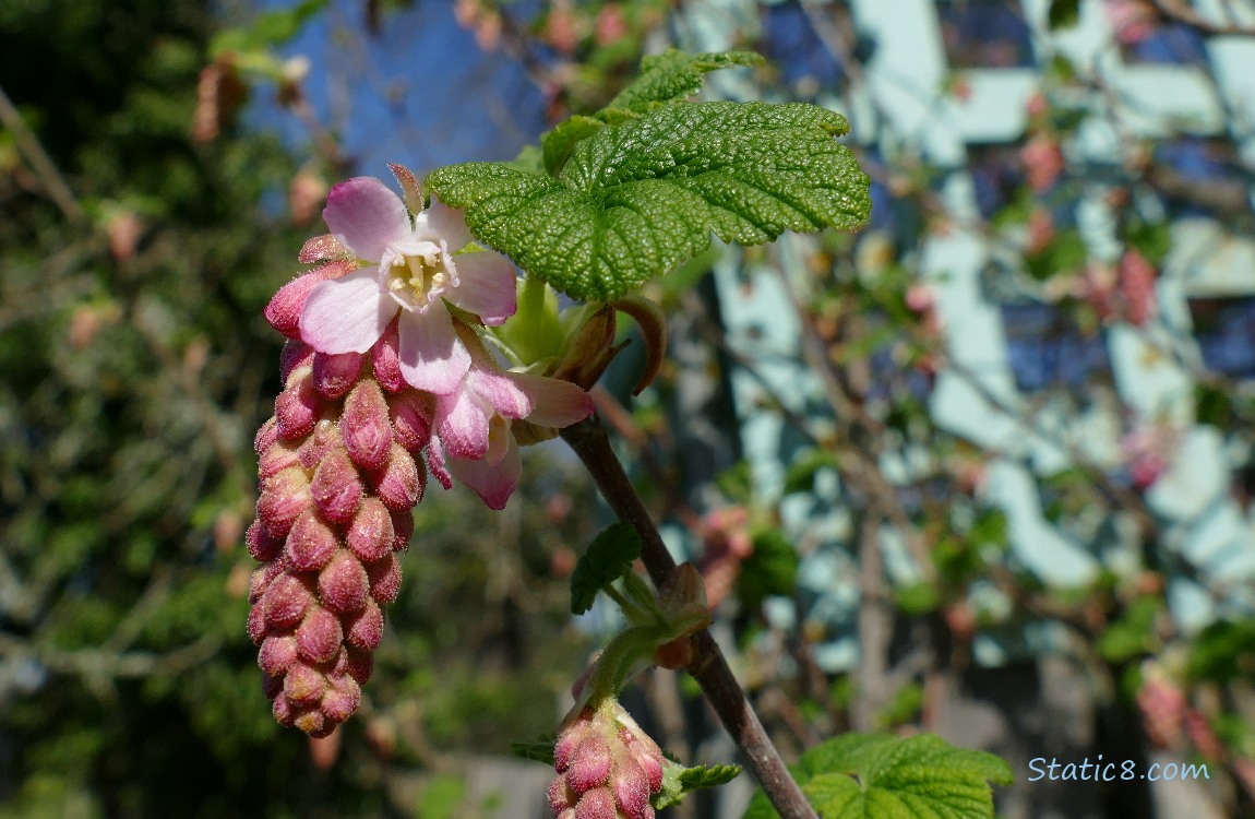 Red Flowering Currant blooms
