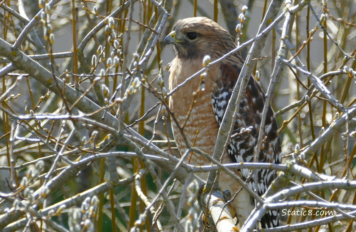 Red Shoulder Hawk standing amongst sticks