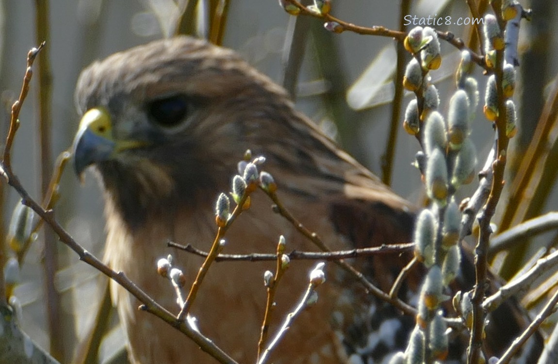 Blurry Red Shoulder Hawk with sticks
