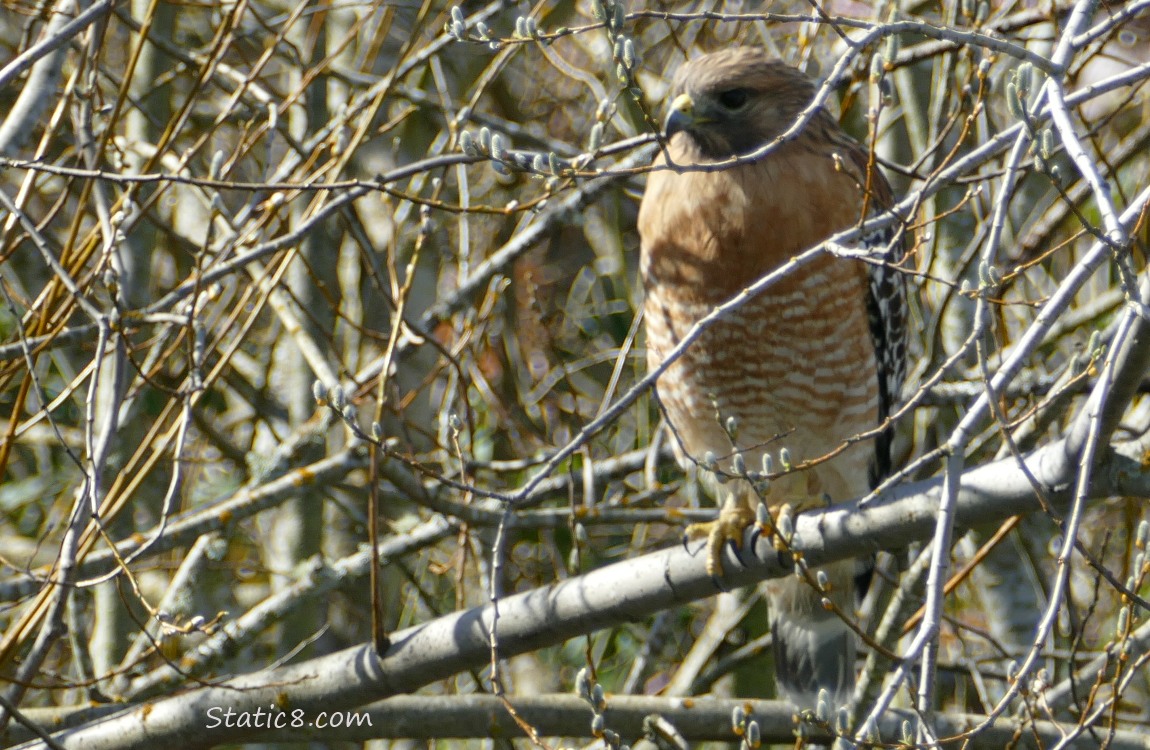 Red Shoulder Hawk standing amongst sticks