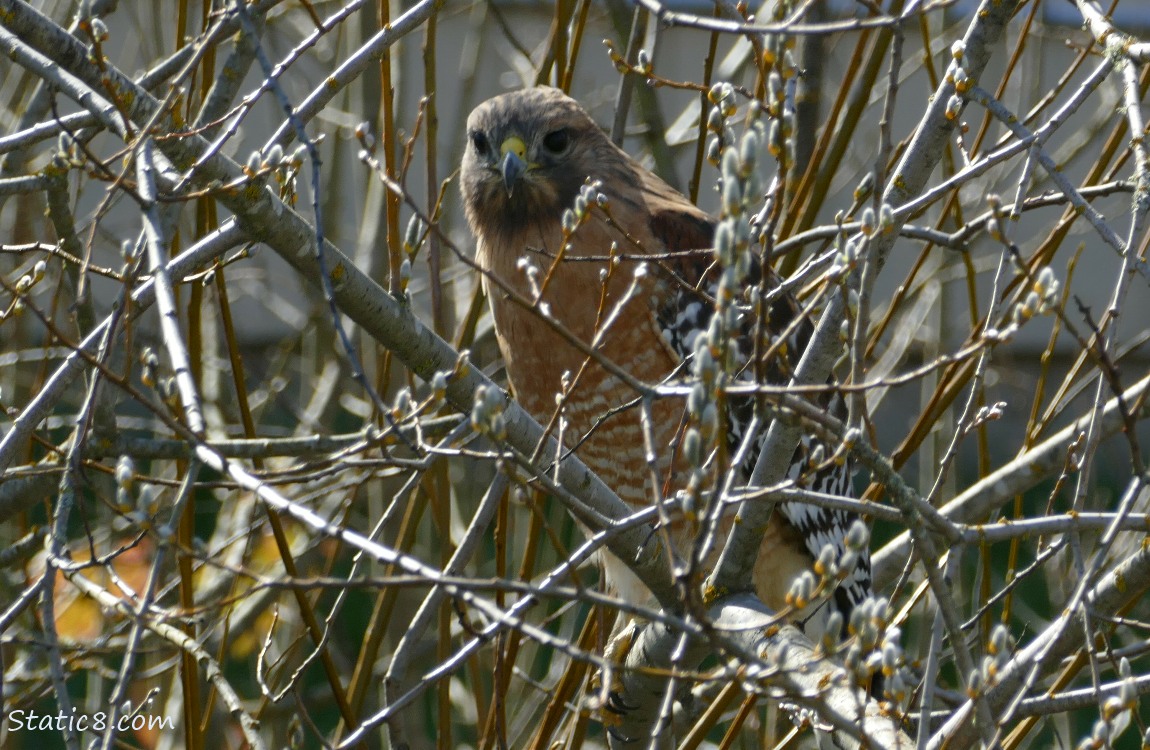Red Shoulder Hawk standing among sticks