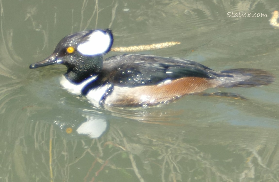 Male Hooded Merganser paddling on the water