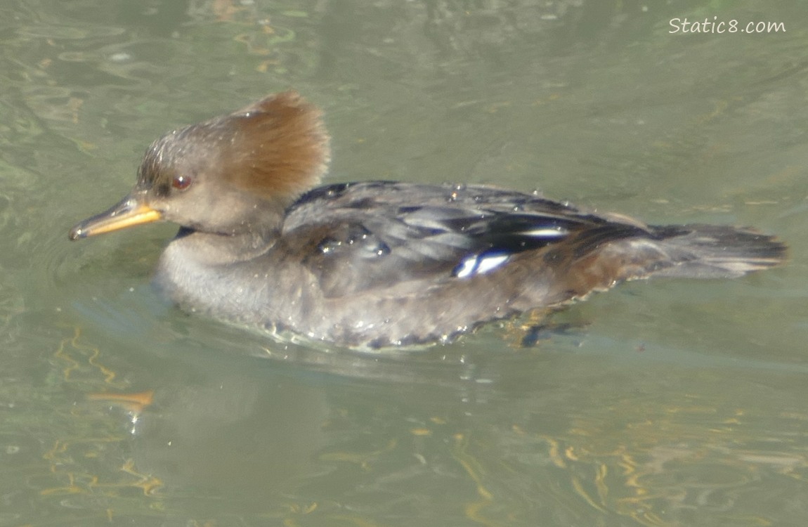 Female Hooded Merganser paddling on the water