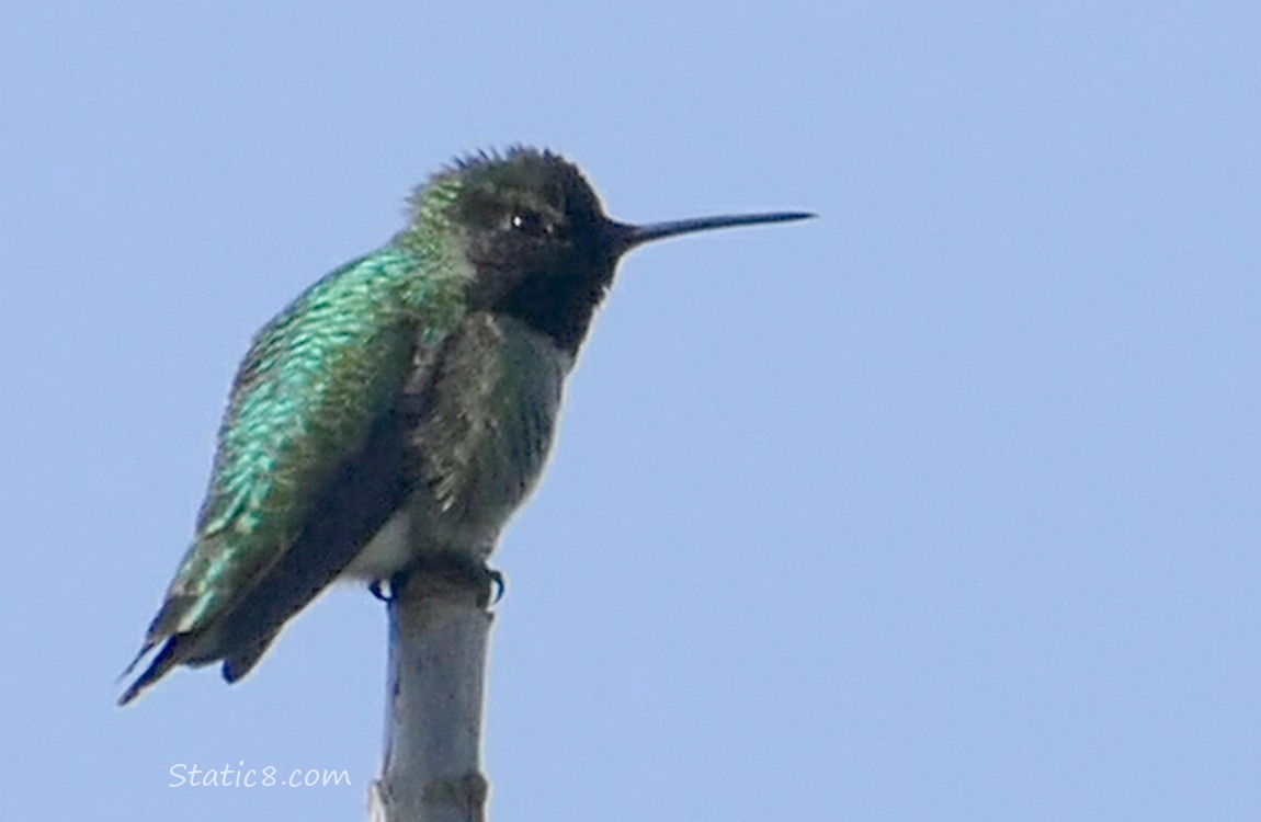 Anna Hummingbird standing on the tip of a stick