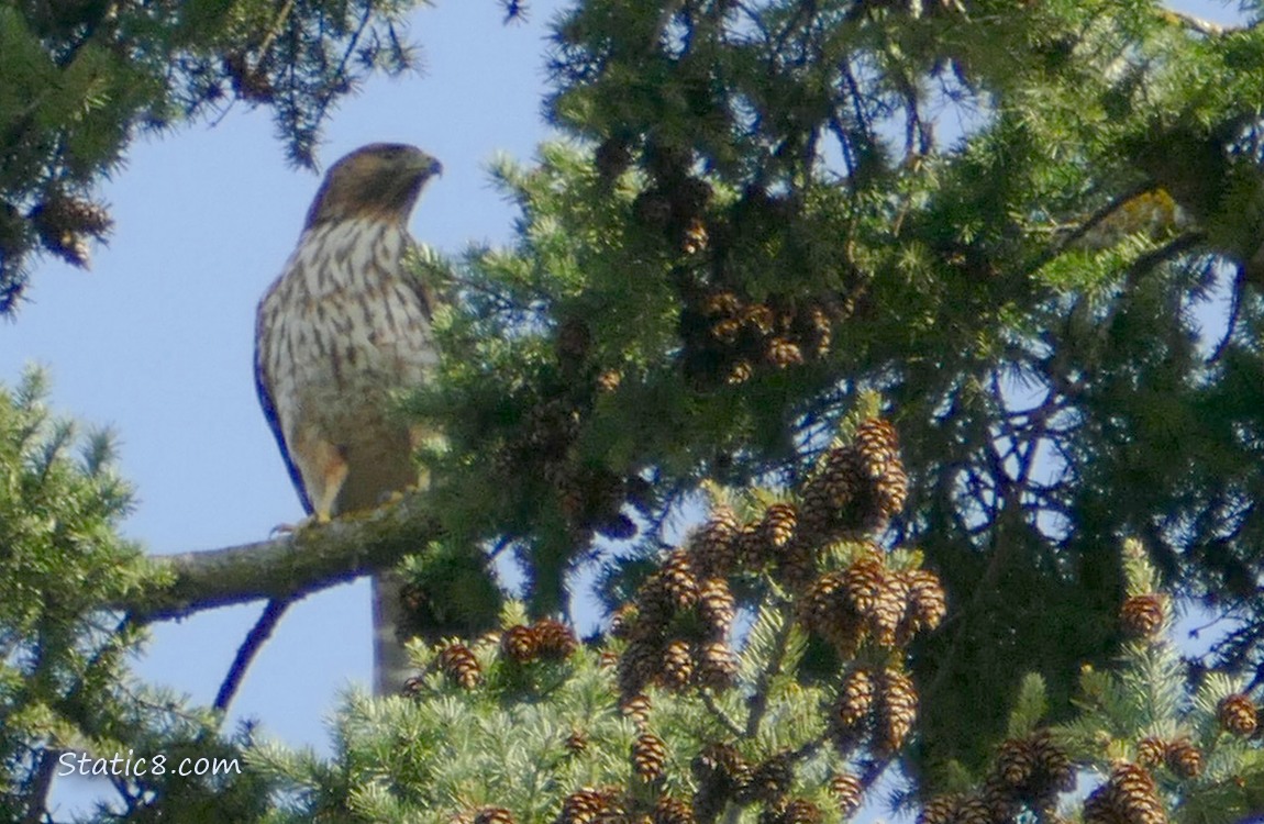 Cooper Hawk in a fir tree