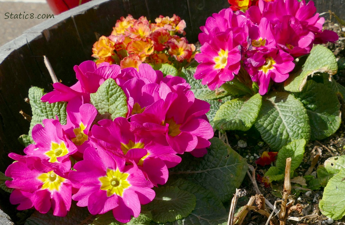 Bright pink Primroses in a planter