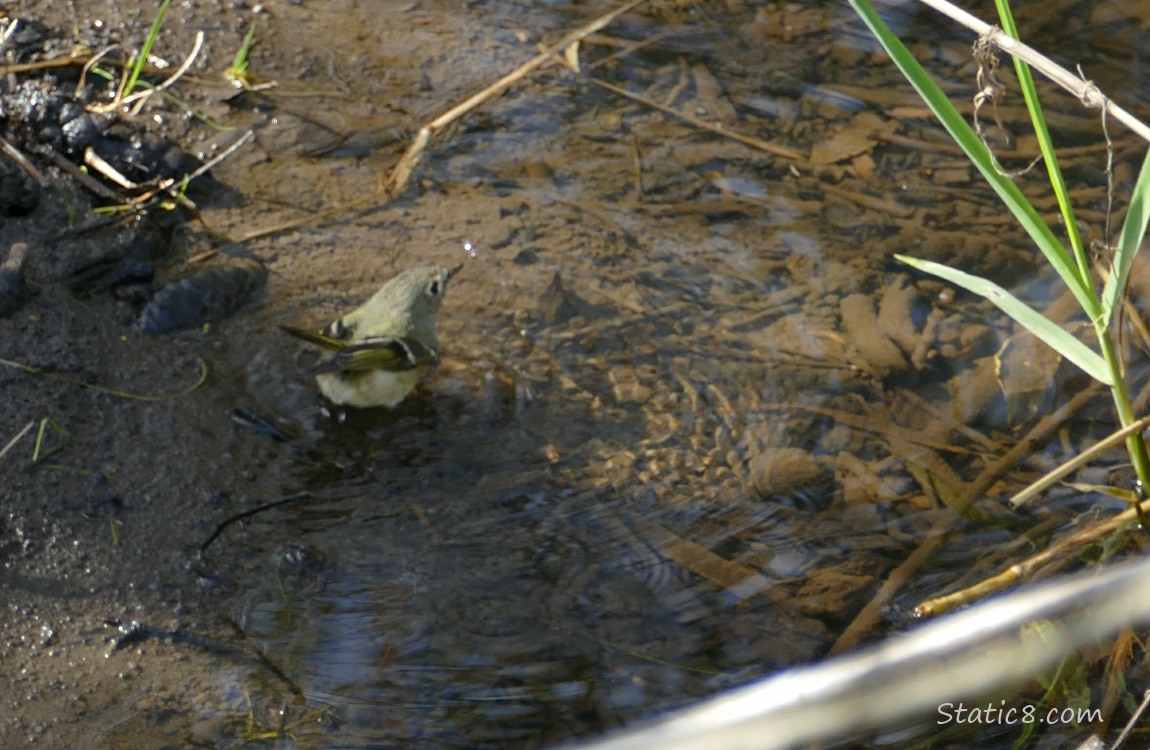 Ruby Crown Kinglet standing in shallow water for a bath