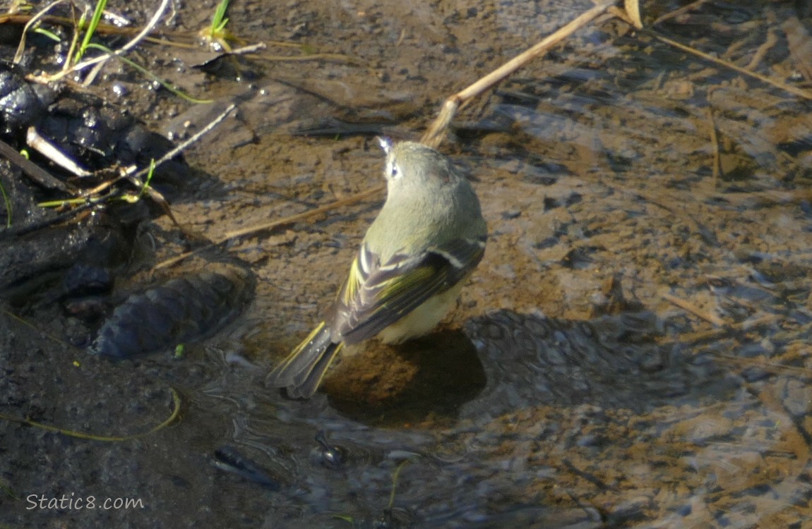 Ruby Crown Kinglet standing in shallow water