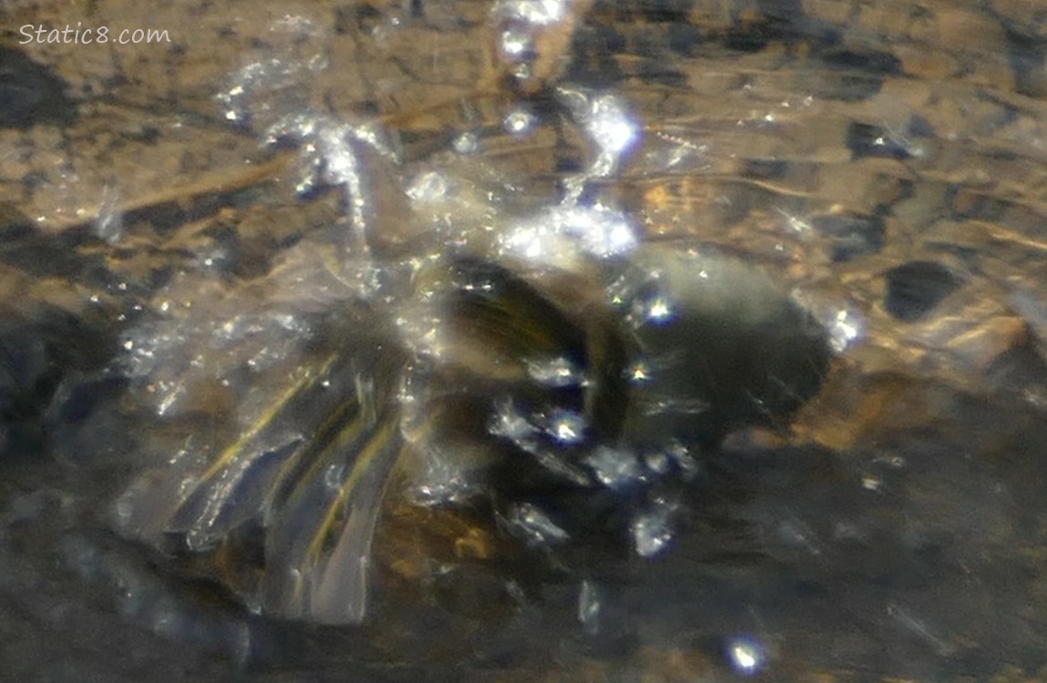 Ruby Crown Kinglet splashing in water