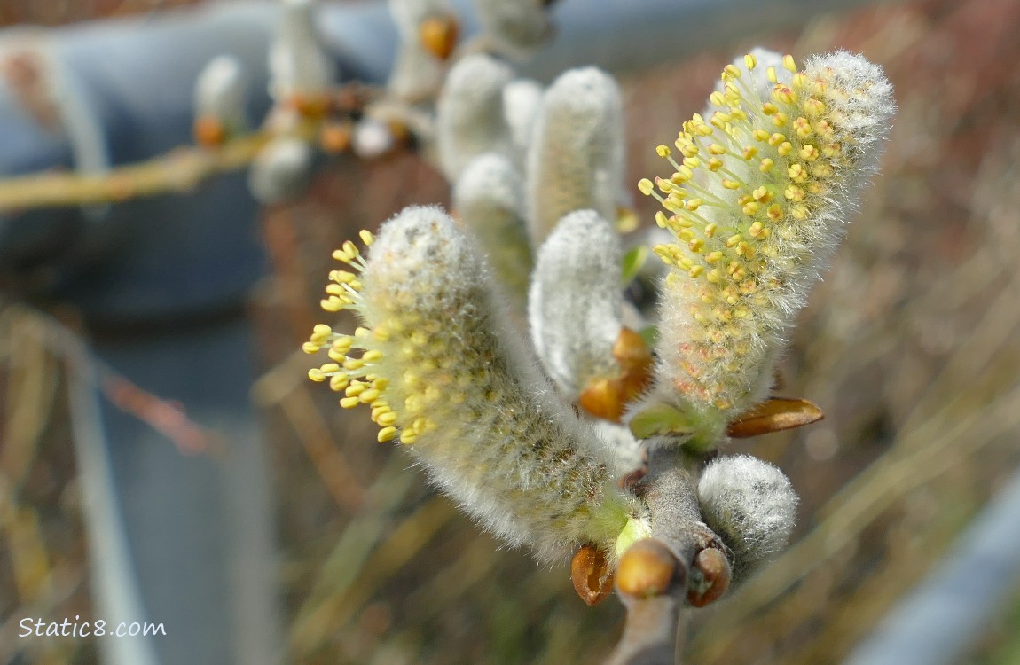Willow tree catkins