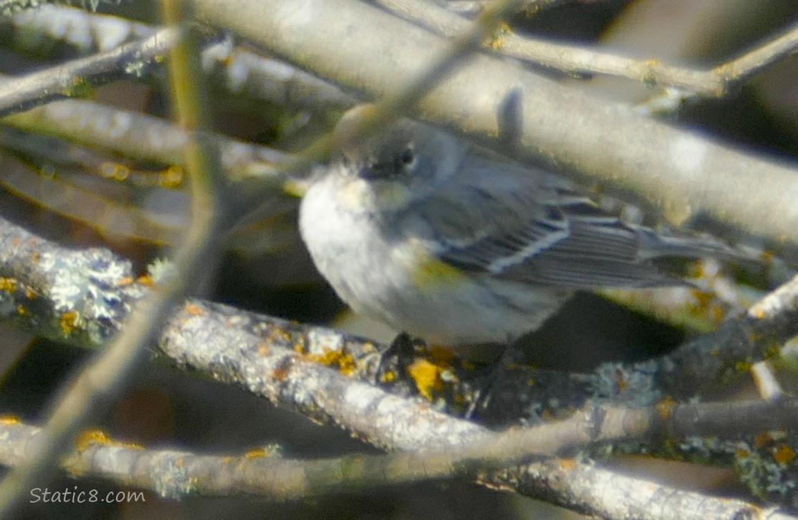 Yellow Rump Warbler surrounded by sticks