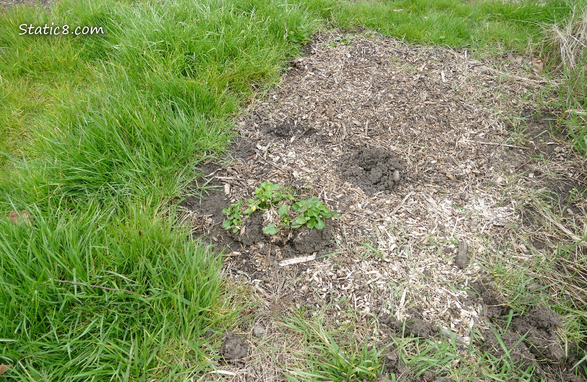 Grass