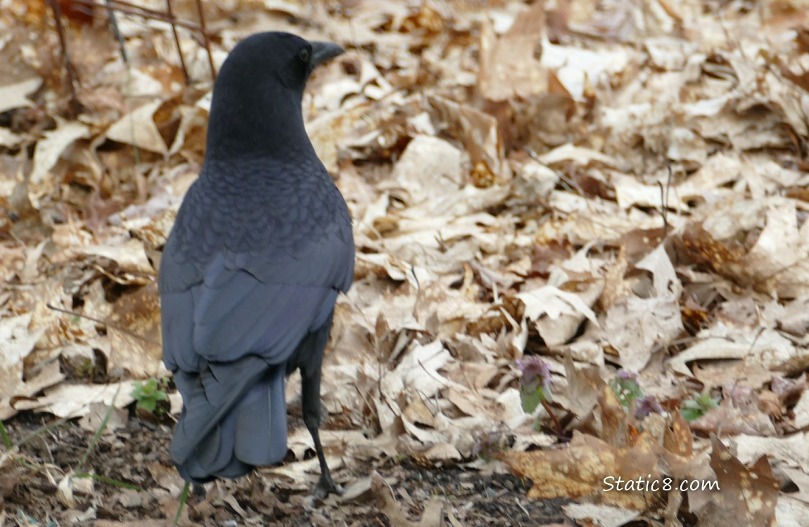 American Crow standing on dead leaves, looking away