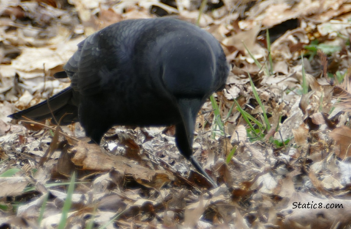American Crow looking down into the dead leaves