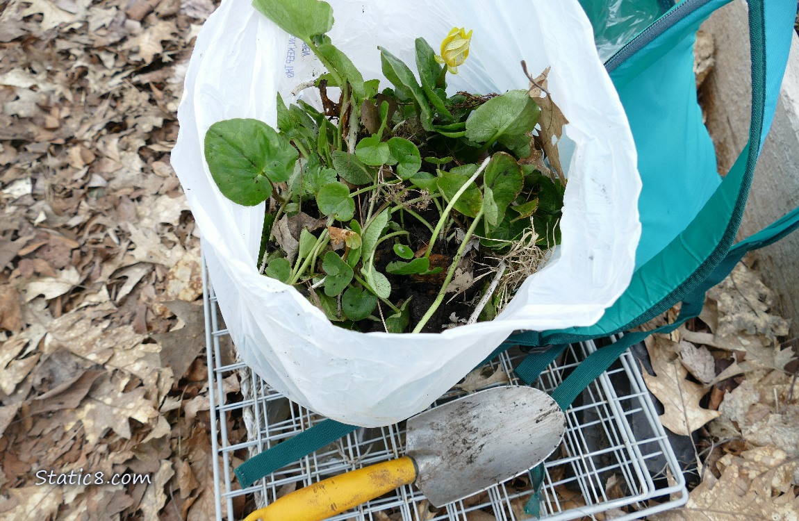 White trash bag full of dug up Lesser Celandine