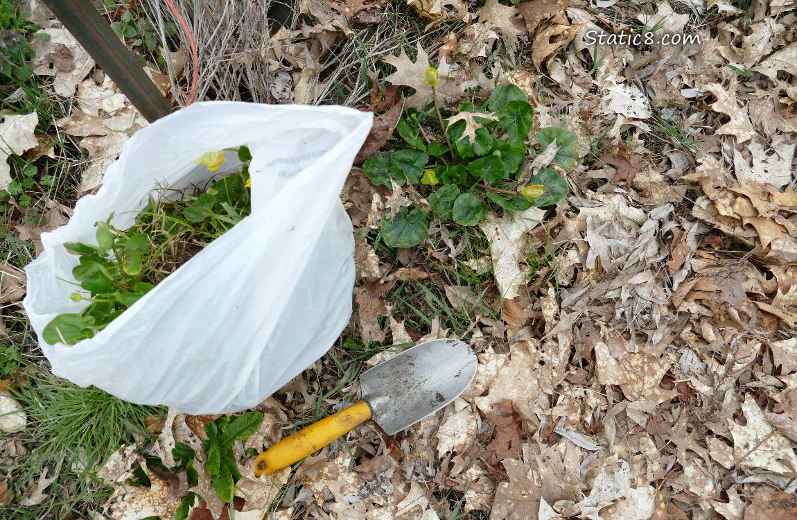 Small white trash bag and a hand spade lying on leaf mulch