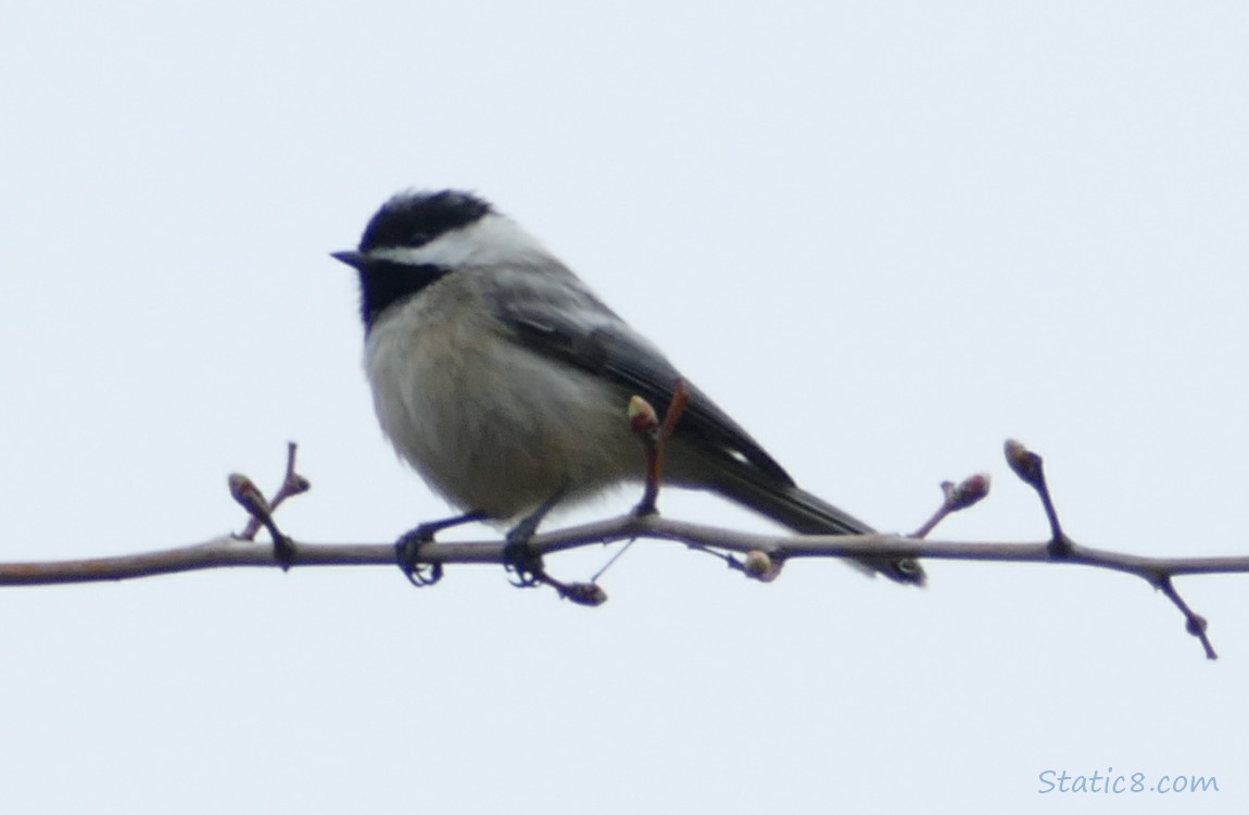 Chickadee standing on a twig with grey sky behind