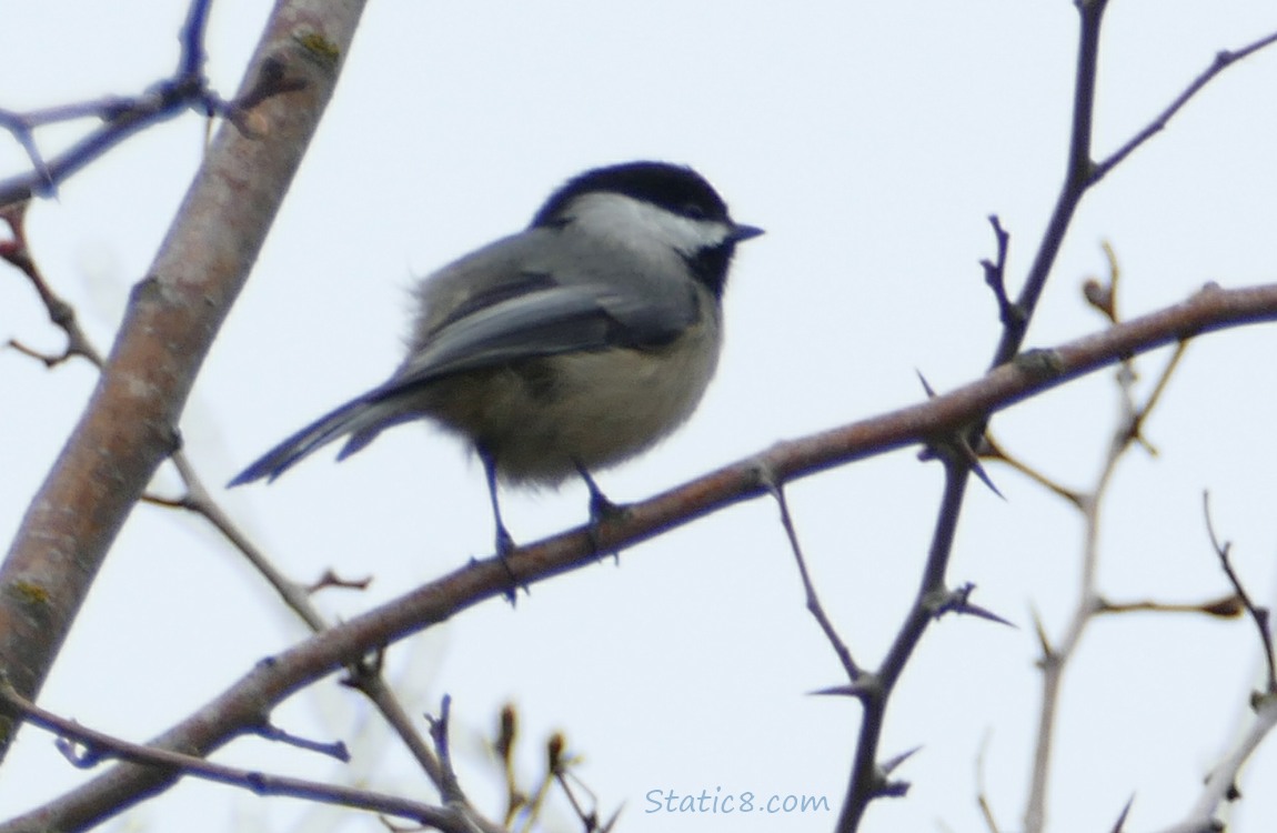 Chickadee standing on a twig with grey sky behind